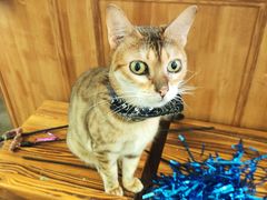 -猫色咖啡·猫咖