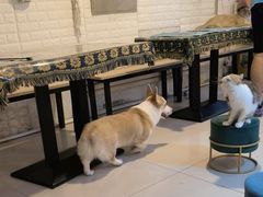 -平行世界·猫咖(首经贸店)