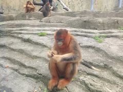 -大连森林动物园