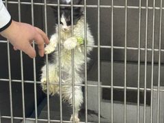 -博大动物医院(绵阳店)