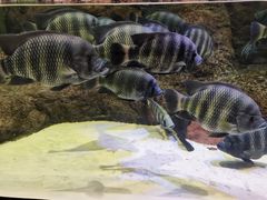 -上海海洋水族馆