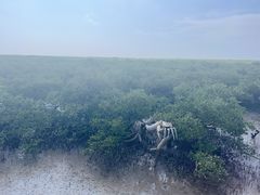 -北海金海湾红树林生态旅游区