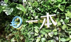 -一本X目奈子日式单根美睫专业店