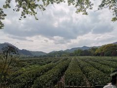 -中国茶叶博物馆(双峰馆区)