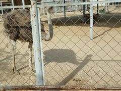 -意大利农场度假村