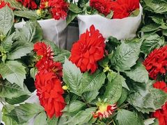 -大润发(康桥店)