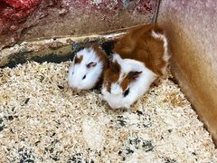 -上海大自然野生昆虫馆(东方明珠·爬宠昆虫探索中心)