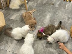 -楼上猫咖(罗湖店)