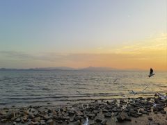 -红树湾(地铁站)