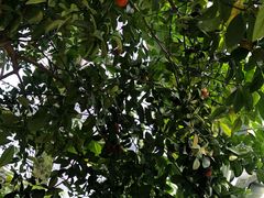 -呀路古热带植物园