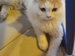 -平行世界·猫咖(首经贸店)