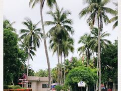 -东郊椰林