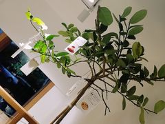 -Oasis coffee燕谷咖啡(公信店)