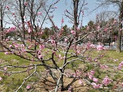 -羊亭河湿地公园
