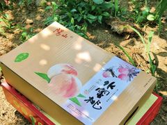 -老袁家蜜桃农场·阳山水蜜桃