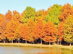 -上海海湾国家森林公园