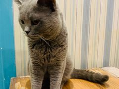-猫小院猫主题咖啡厅(北锣店)
