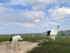 -盐城丹顶鹤湿地生态旅游区