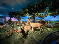 -国家自然博物馆