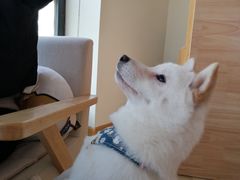 -柴犬小屋·柴餐厅·狗咖食堂(金鼎广场店)