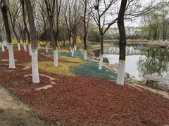 -大兴滨河森林公园