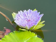 -国家植物园南园