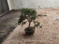 -梅花香里大酒店(郁金香路店)