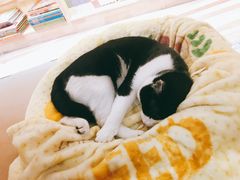 猫主子-猫的天空之城概念书店(杭州南宋御街店)