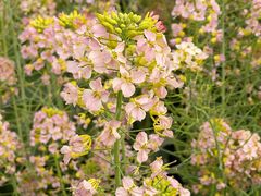 -中国天府农业博览园