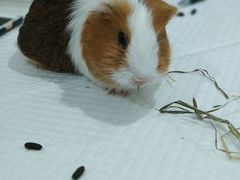 -佳雯宠物医院(四明中路分院)