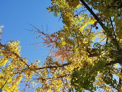 -三里屯东五街银杏大道