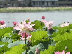 -荔湾湖公园