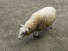 -神户市立六甲山牧场