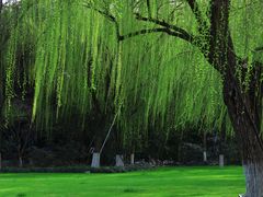 -柳浪闻莺公园