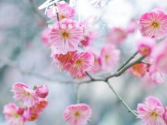 -贡湖湾湿地公园