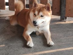 -柴犬高等学院·狗咖·柴犬售卖·宠物训练