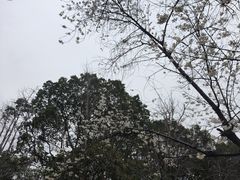 -金鸡湖桃花岛
