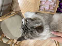 -白兔子密室(长寿路店)