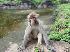 -海南热带野生动植物园