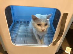 -宠爱国际动物医院·消化内科·心肾内科·ISFM猫友好(望京店)