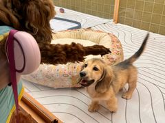 -帕帕拉兹宠物(亚洲旗舰店)