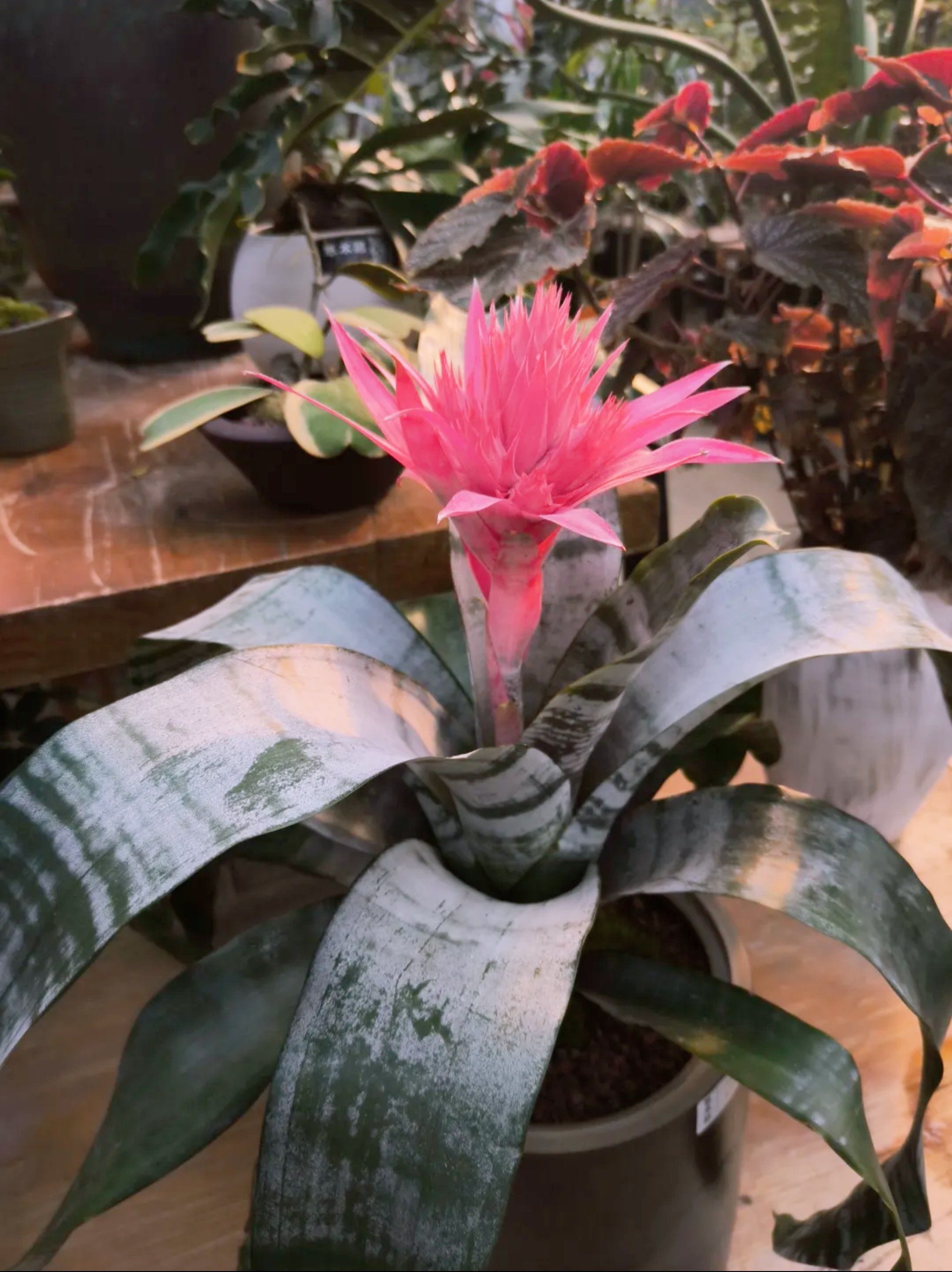 粉色凤梨花‼️菠萝也有好看的亲戚