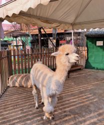 -萌宠亲子动物乐园(槐房万达店)