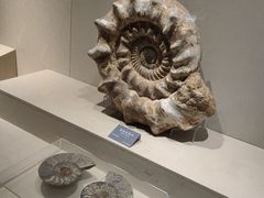 -安徽省地质博物馆