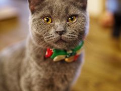 -共舞时光猫咖·狗咖(新街口店)