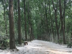 -合肥滨湖国家森林公园