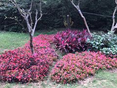 -庐山风景区花径公园
