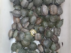 -合肥市裕丰花鸟虫鱼市场