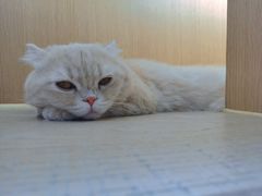 -CAT’S MEWSTAR CAFE·喵星球猫屋(晴湾咖啡店)