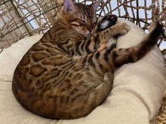 -猫腻·猫咖·撸猫馆(星光大道店)